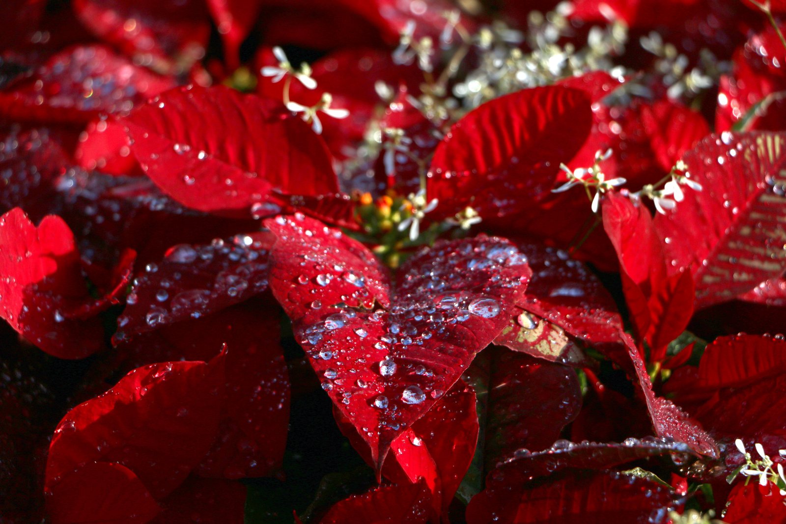 Photography